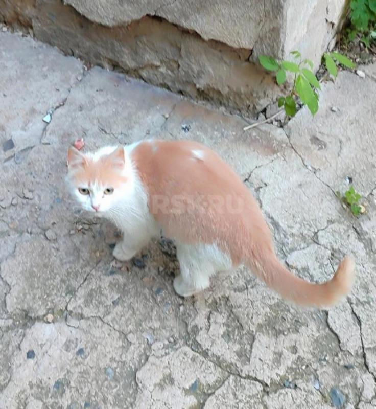 Потерявшаяся в жизни кошка. - Орск