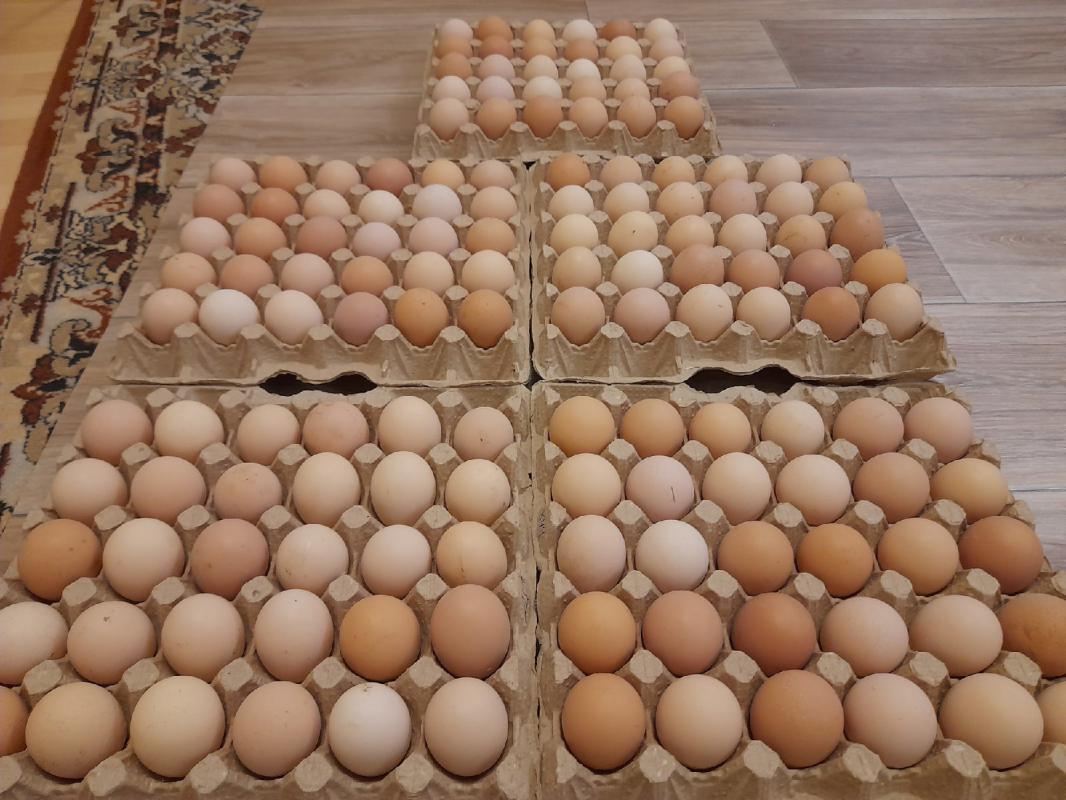 Купить яйцо инкубационное в нижегородской. Инкубационное яйцо с доставкой. Реклама для продажи инкубационного яйца. Размер яиц перепелки белый гигант. Размер яйца белый гигант.