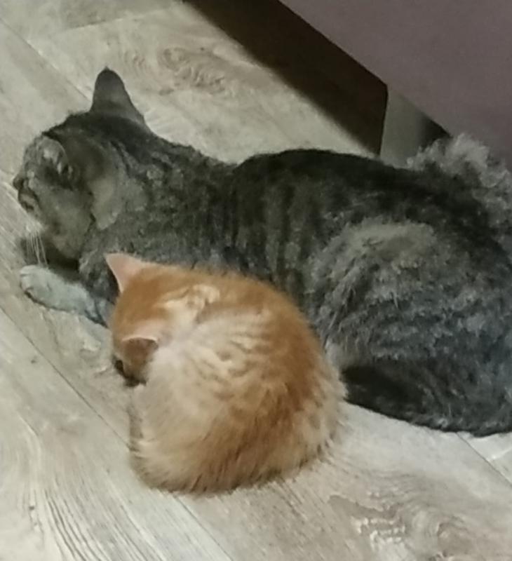 Маленький рыжий котик  ищет добрых хозяев. - Новотроицк