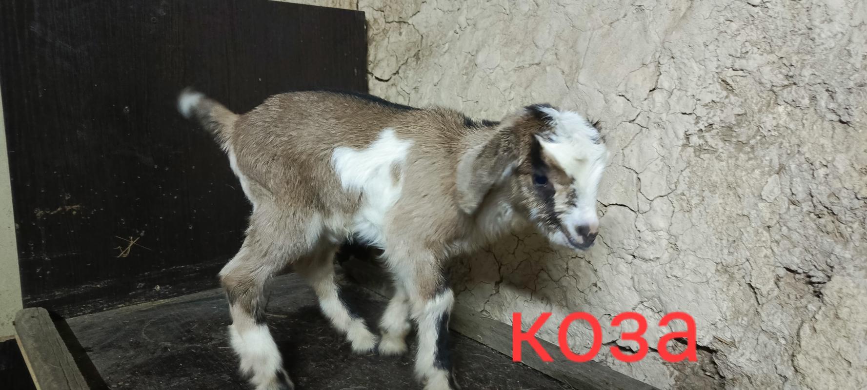 Продам две козочки и козлика. - Гай