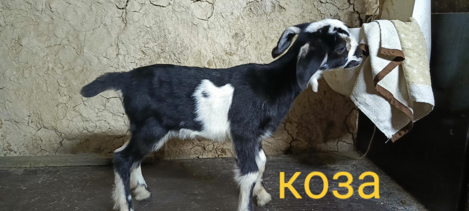 Продам две козочки и козлика. - Гай