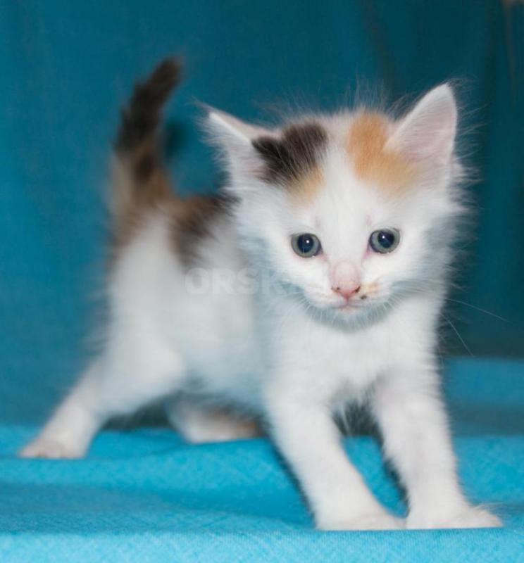 Котята  девочки 1 месяц Едят все, с туалетом дружат Мать мышеловка! - Орск