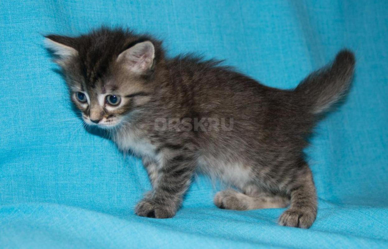 Котята  девочки 1 месяц Едят все, с туалетом дружат Мать мышеловка! - Орск