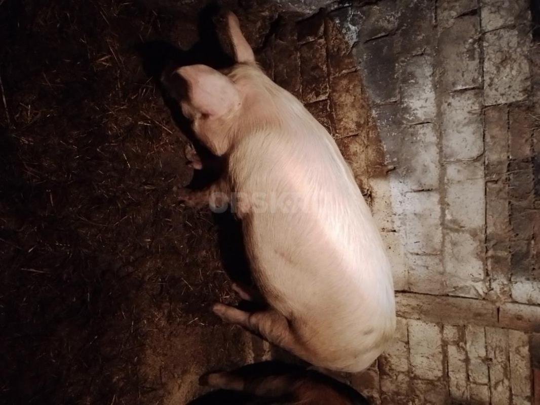 Продам свинину, частями (можно целую)
домашняя, без химии и уколов. - Орск