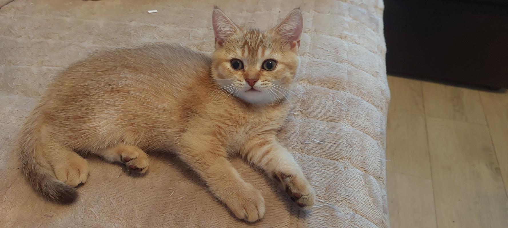 Продаются шотландские прямоухие шиншиллы(девочки) 🐈 
😻Золотисто-шоколадная тиккированная;
😻серебрист - Гай