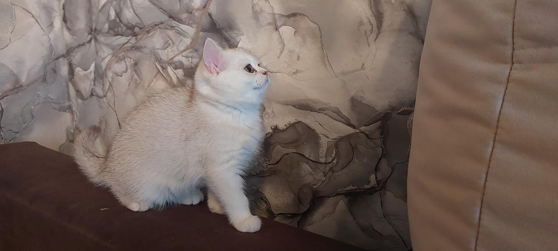 Продаются шотландские прямоухие шиншиллы(девочки) 🐈 
😻Золотисто-шоколадная тиккированная;
😻серебрист - Гай