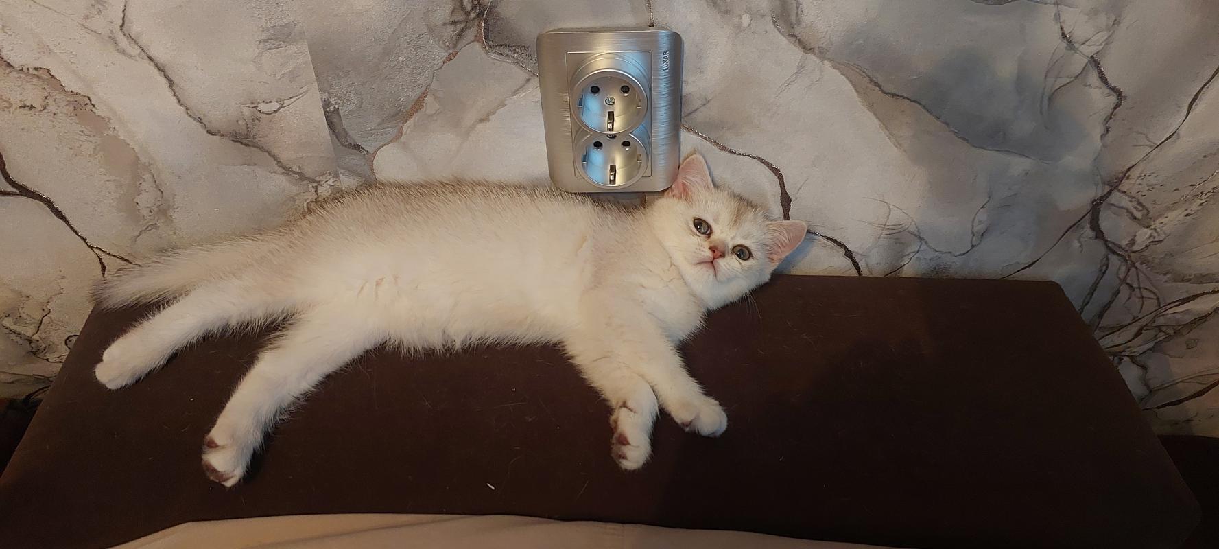 Продаются шотландские прямоухие шиншиллы(девочки) 🐈 
😻Золотисто-шоколадная тиккированная;
😻серебрист - Гай