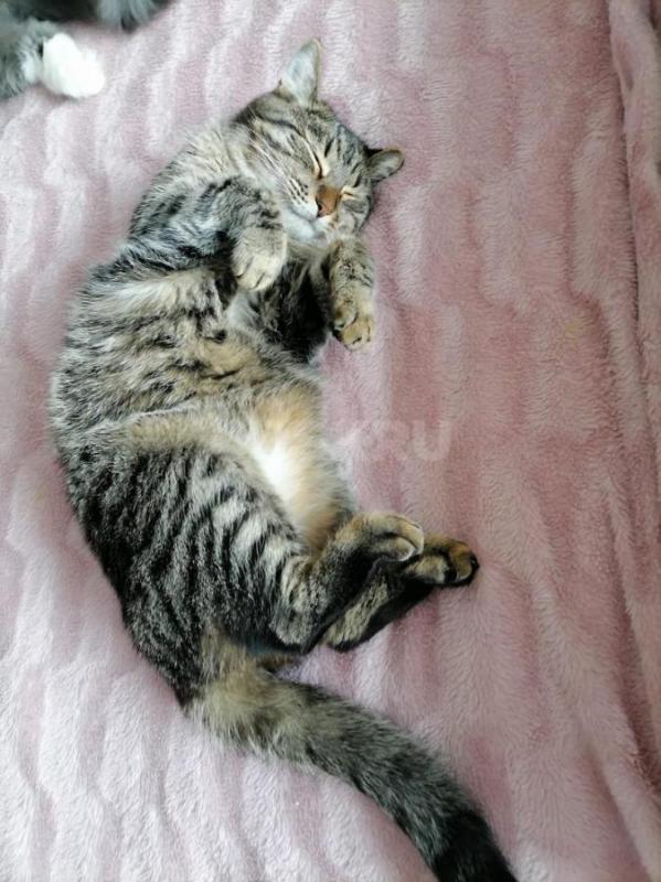 Отдам ласкового игривого и умного кота. - Орск