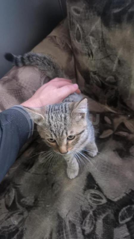 Отдам в добрые руки котенка. - Орск