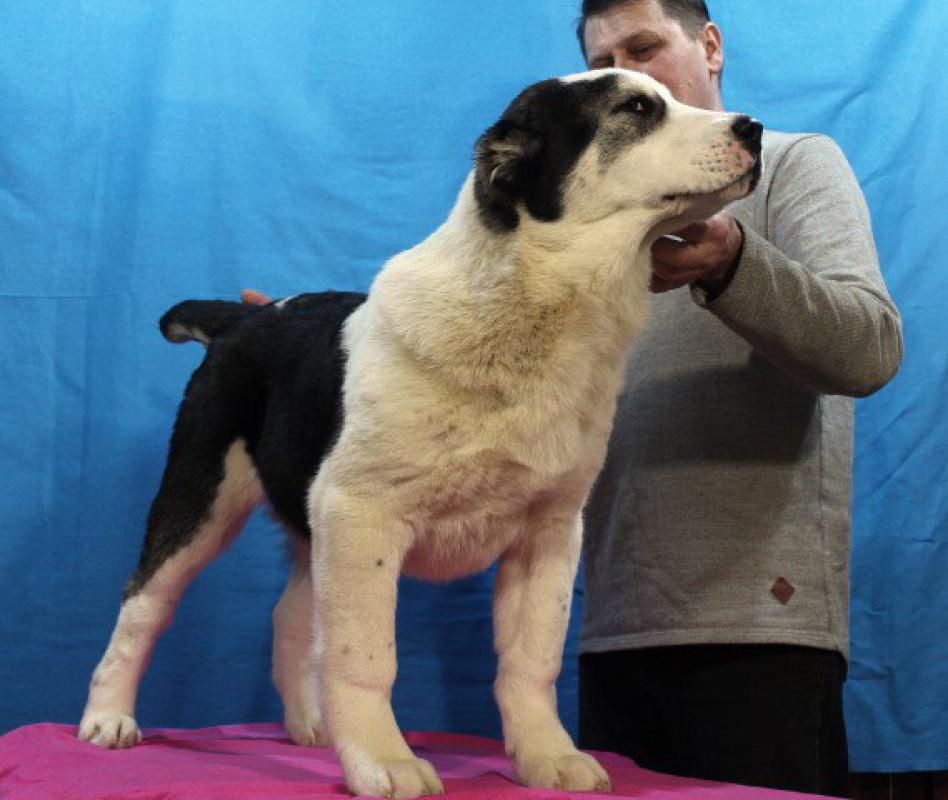 Алабай породные щенки от крупной выставочной пары с чемпионскими  титулами и хорошими рабочими качес - Гай