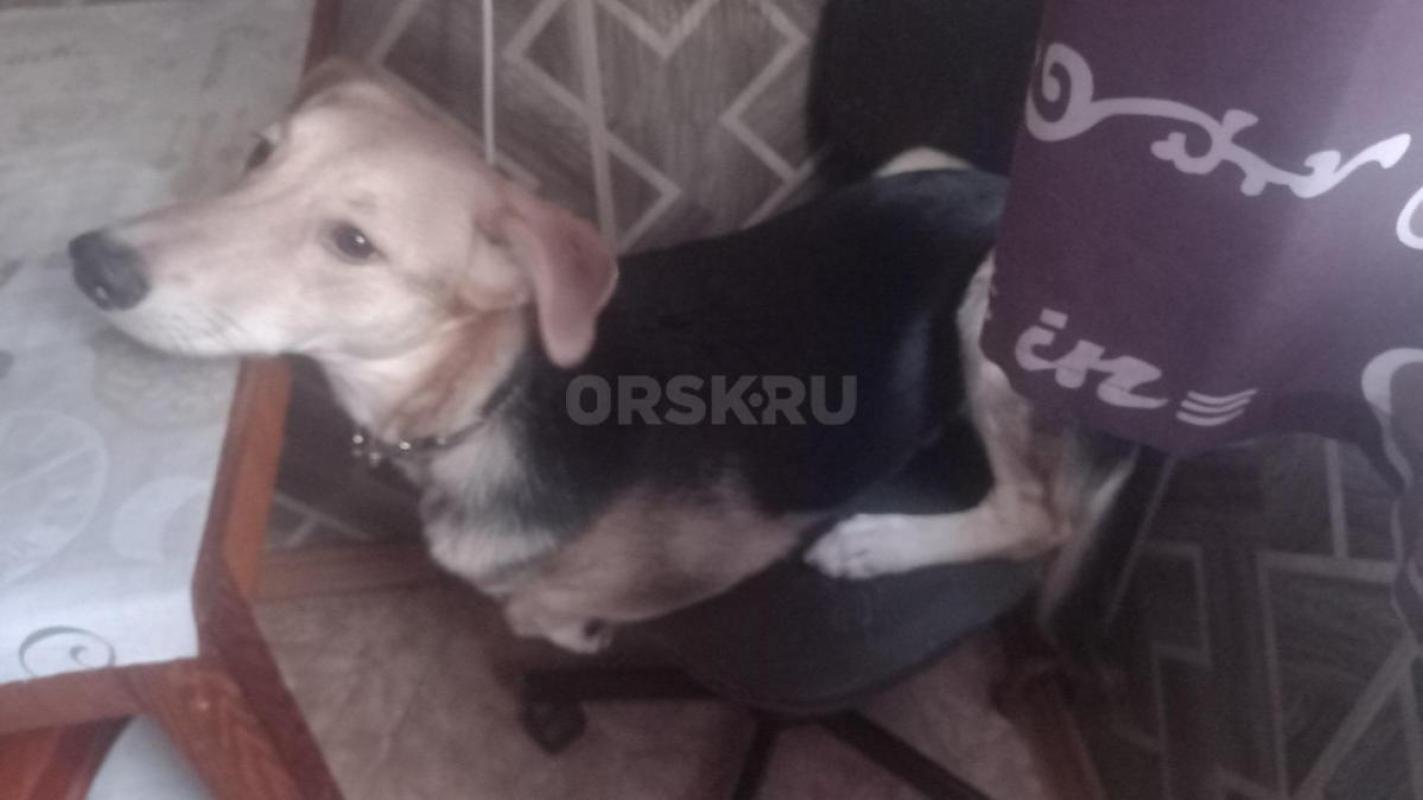 Отдам в добрые любящие руки собачку Ладу любимые игрушки в подарок. - Орск