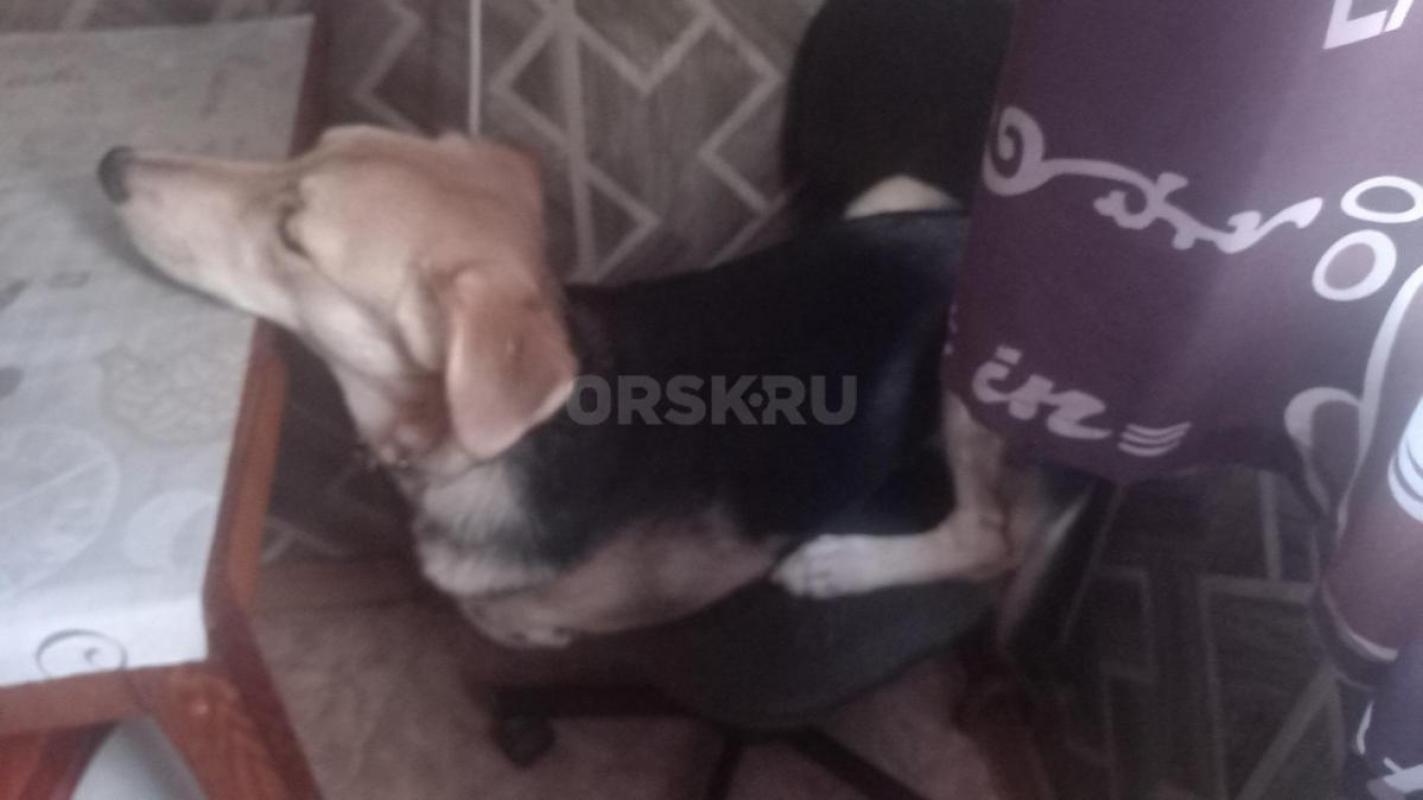 Отдам в добрые любящие руки собачку Ладу любимые игрушки в подарок. - Орск