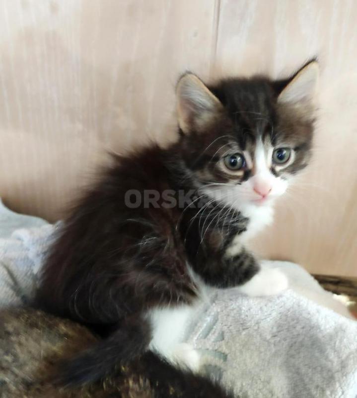 Отдам умных и спокойных котят. - Орск