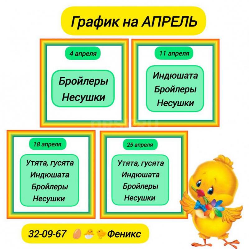 Реализуем суточный и подрощенный молодняк птицы! - Орск