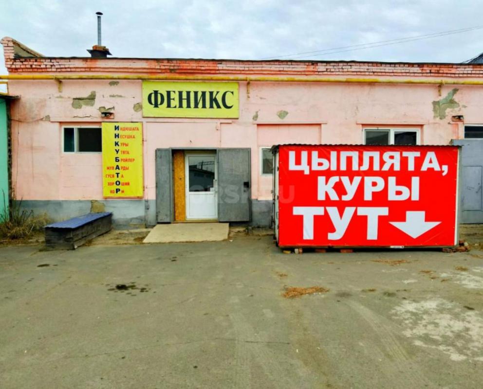 Реализуем суточный и подрощенный молодняк птицы! - Орск