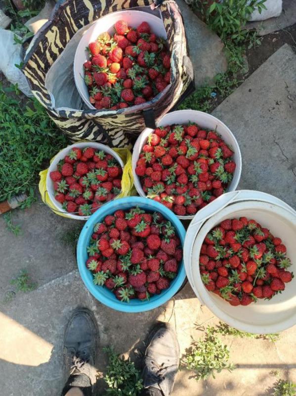 Продам сад на 1-й Садовой, рядом с остановкой. - Орск