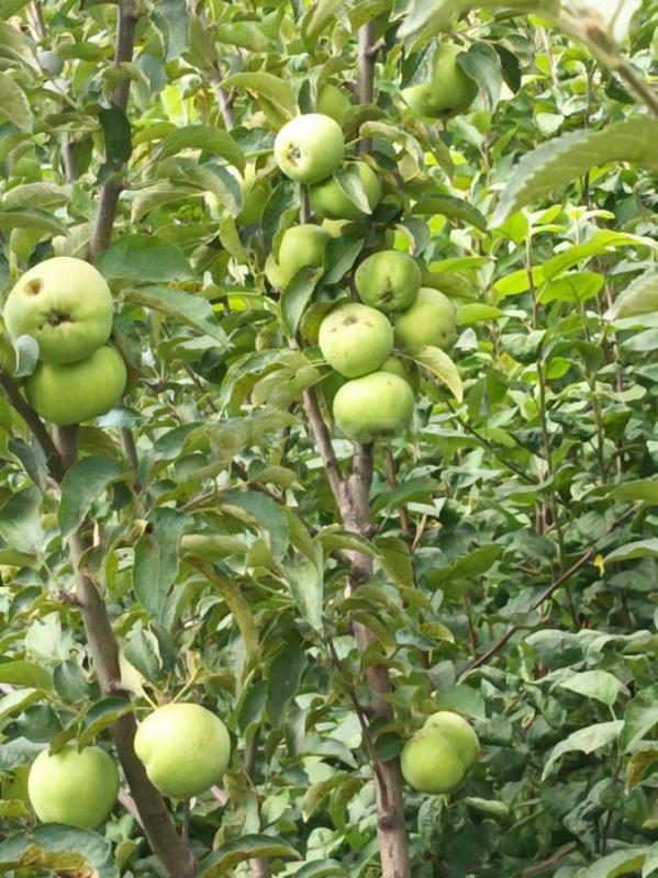 Продам сад на 1-й Садовой, рядом с остановкой. - Орск