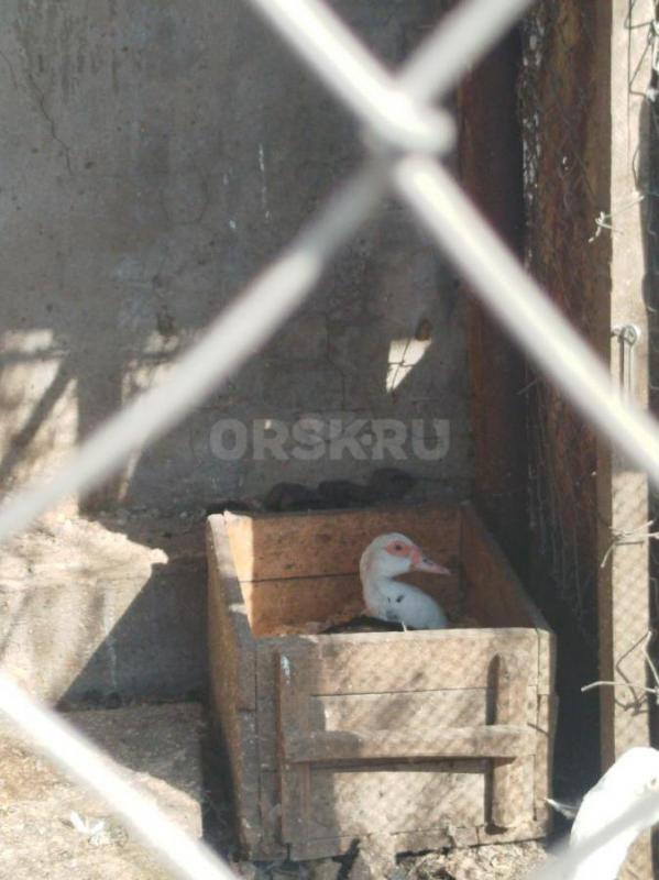 Продам  только оптом.3 индаутока и 4 индаутки(уже несутся) Им 1.5года. 10 000. - Орск