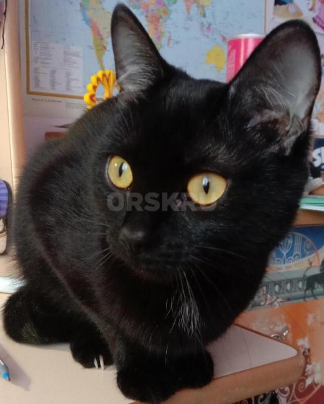 Пропала кошка, кличка Сиба. - Орск