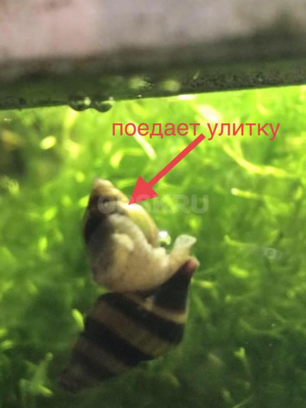 улитки Хелены - Орск