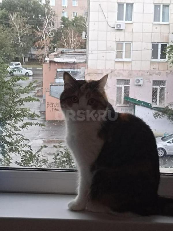 Кошка Мурка осталась одна после смерти хозяина. - Орск
