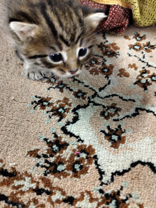 Нужна помощь, 🆘 найти дом котенку девочка и маме кошке. - Новотроицк