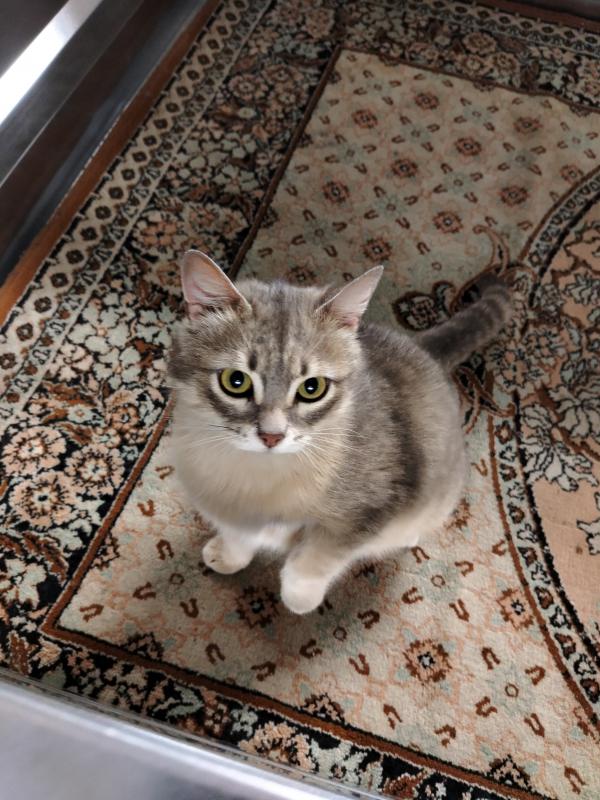 Нужна помощь, 🆘 найти дом котенку девочка и маме кошке. - Новотроицк