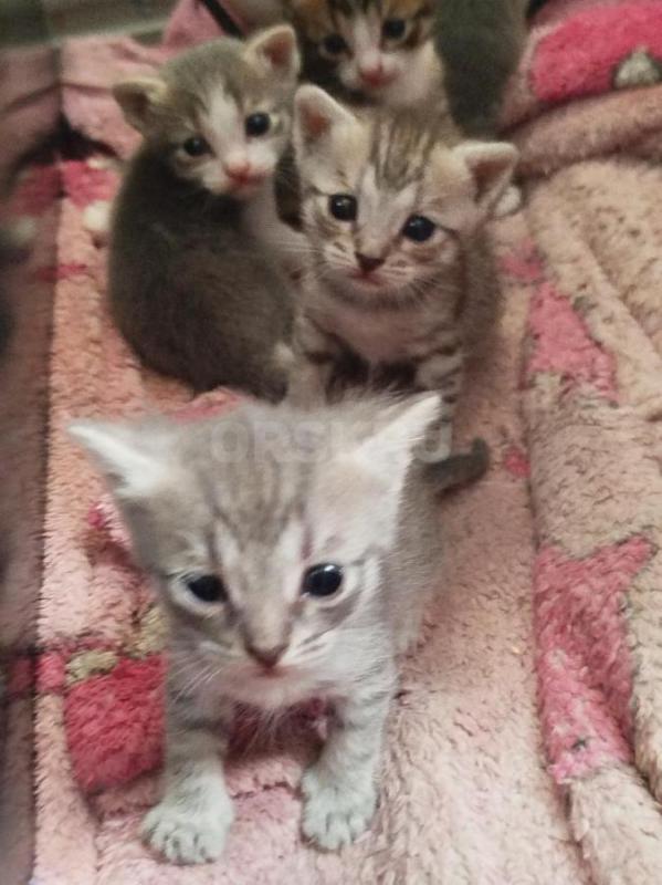 Отдам месячных котят, от кошки мышеловки. - Орск