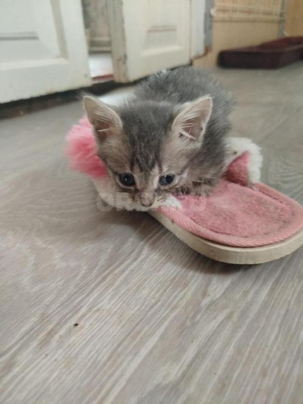 Отдам месячных котят, от кошки мышеловки. - Орск