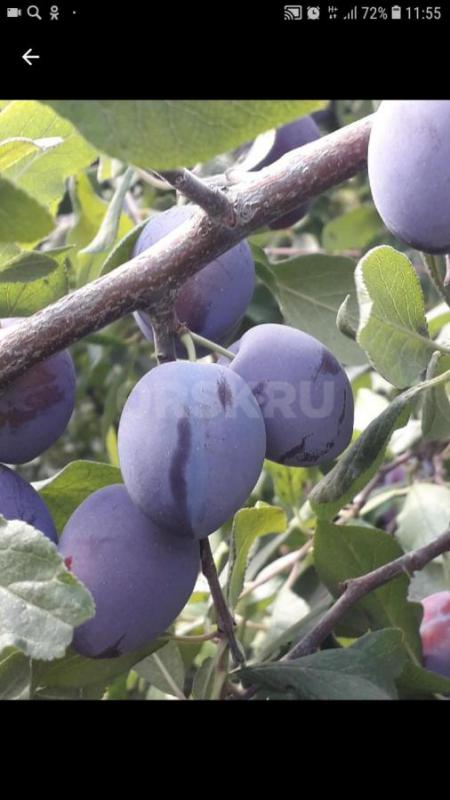 Абрикосы саженцы,крупный,косточка хорошо отделяется,вкуснючий. - Орск
