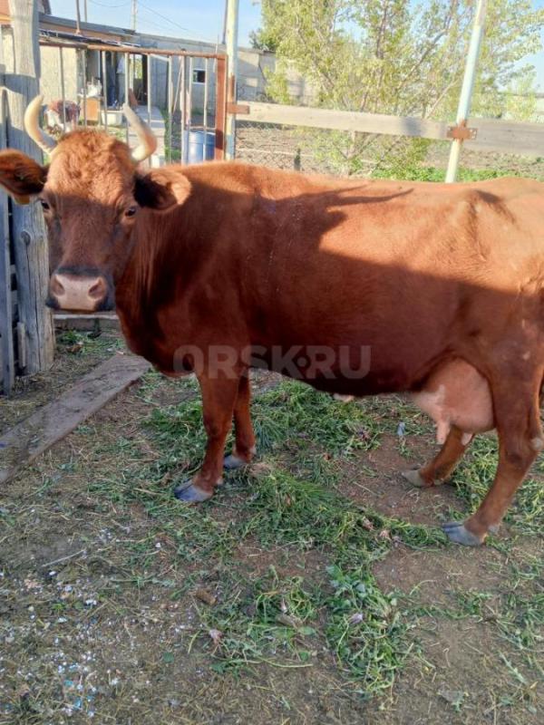 Продам корову - Орск