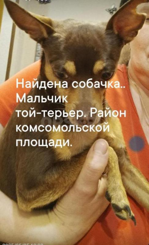 Найдена собачка. - Орск