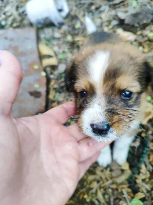 Маленькие щеночки ищут дом и добрых хозяев, 1,5 месяца от роду.3 мальчика, очень смышленые, будут ср - Орск