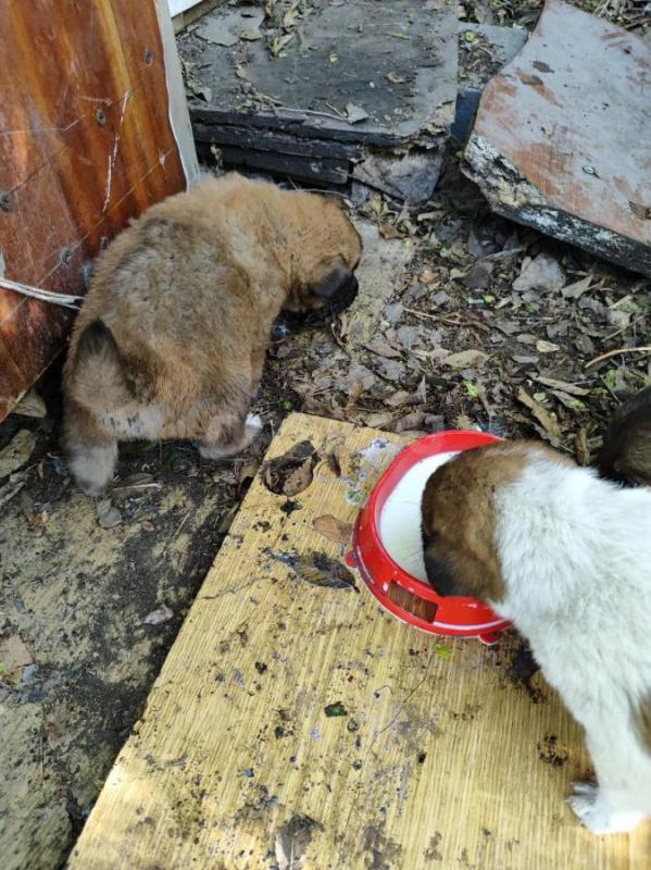Маленькие щеночки ищут дом и добрых хозяев, 1,5 месяца от роду.3 мальчика, очень смышленые, будут ср - Орск