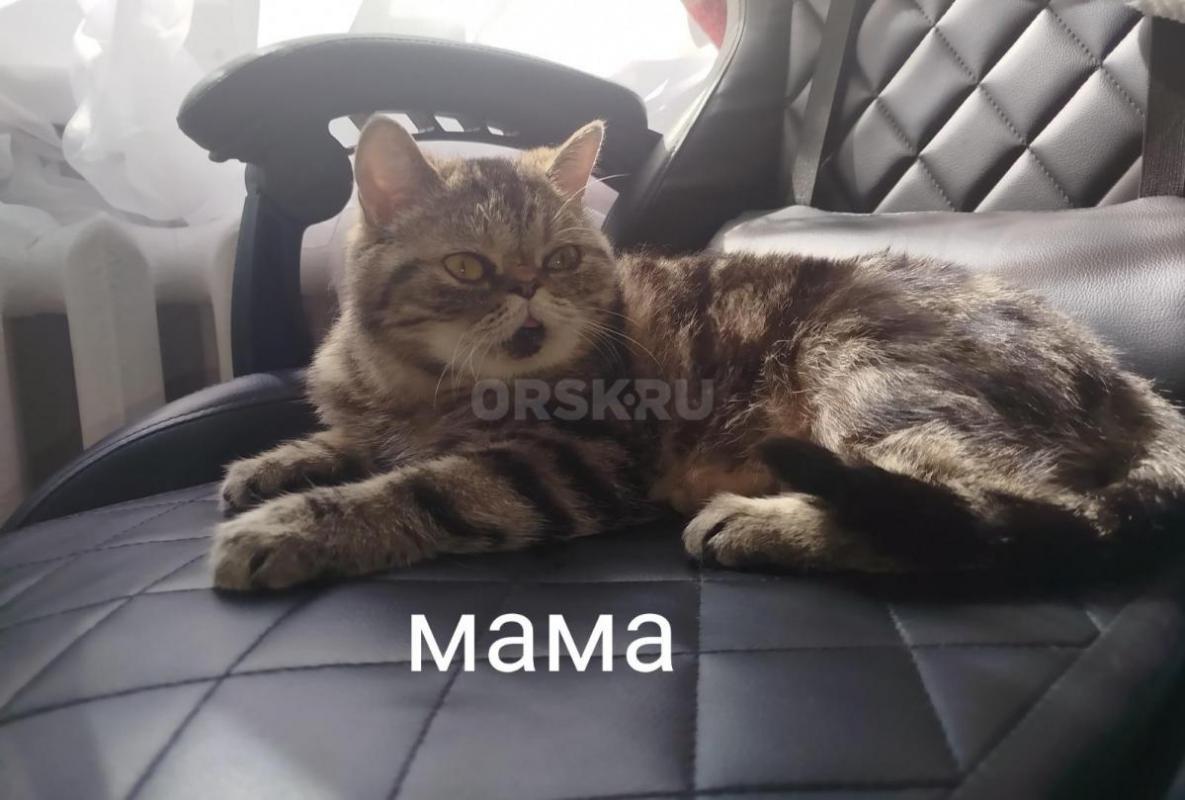 Очень умненькая, ласковая, любознательная девочка. - Орск