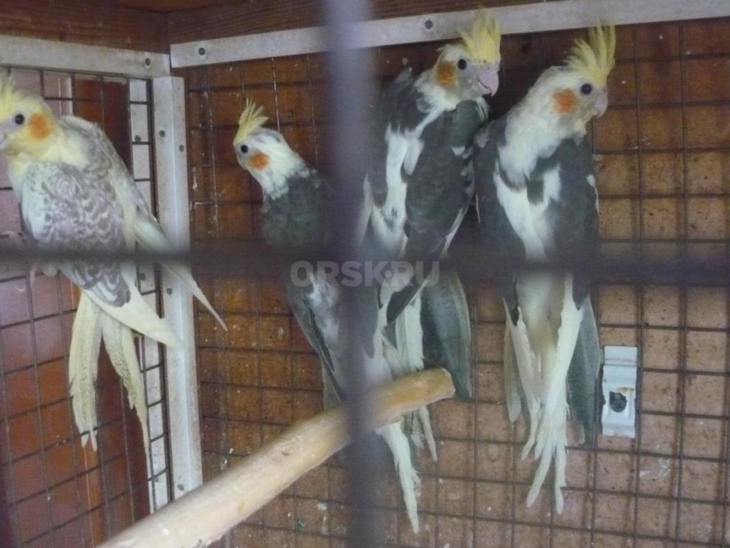 Продам молодых птенцов попугаев Корелл, местного разведения. - Орск