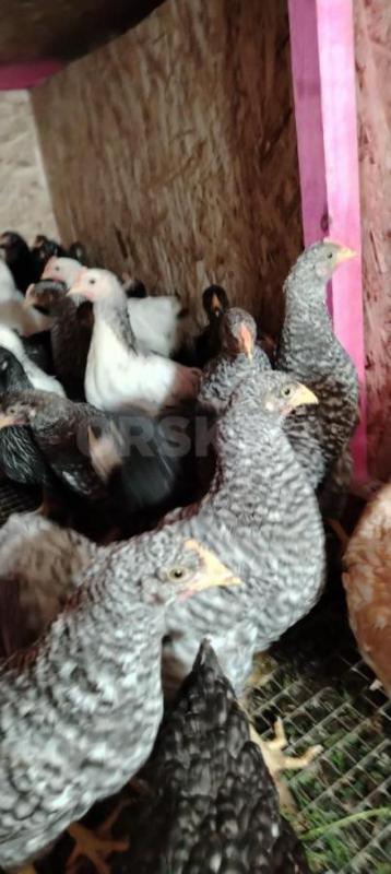 Продам молодок 2,5 мес - Орск