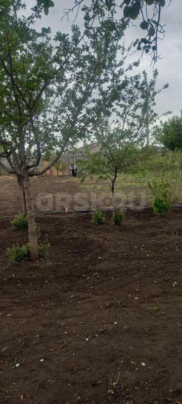 Продам сад в районе зеленхоза,сады ЮУМЗ,РЯДОМ АВТОБУСНАЯ ОСТАНОВКА,сад огороде,подъезд отличный,все - Орск