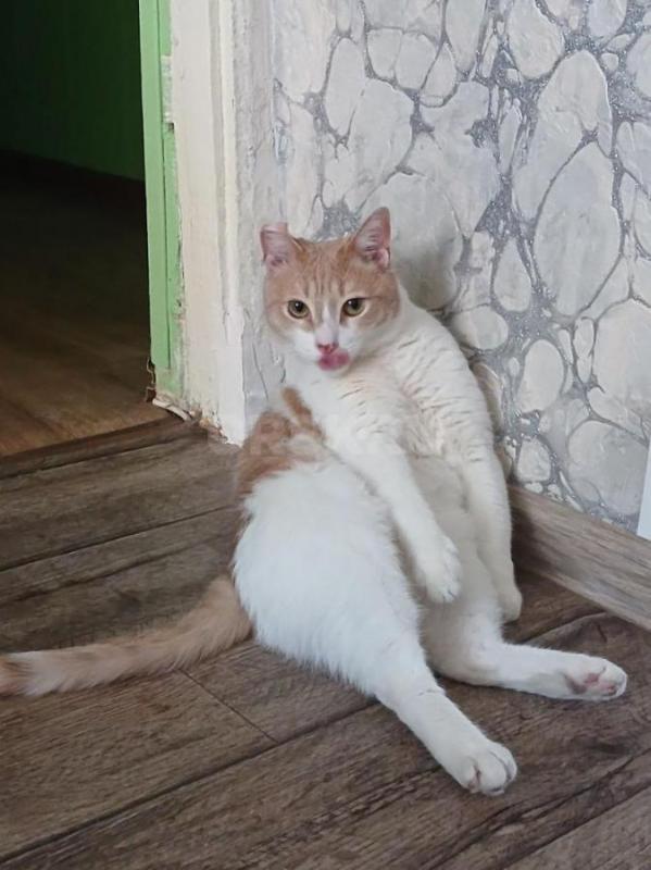Отдам кота. - Орск