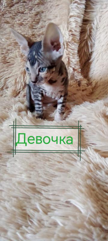Продаются чистокровные котята Донского сфинкса. - Новотроицк