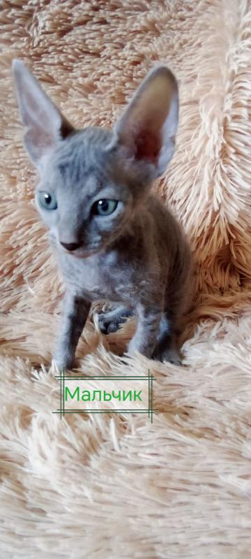 Продаются чистокровные котята Донского сфинкса. - Новотроицк