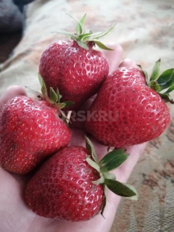 Саженцы клубники, очень хорошие сорта  Эльсанта и Вима-тарда,  выносливые к грибковым заболеваниям и - Орск