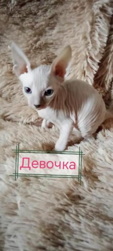 Продаются чистокровные котята Донского сфинкса. - Орск