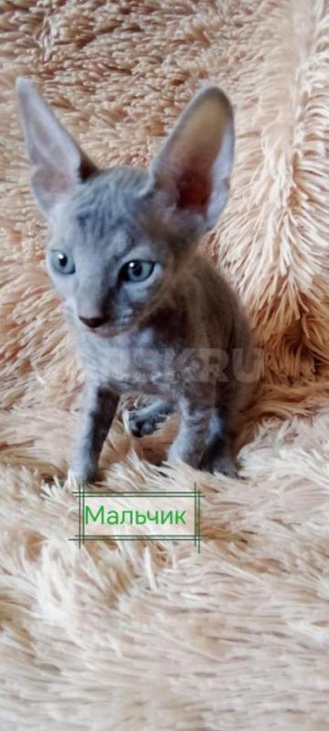 Продаются чистокровные котята Донского сфинкса. - Орск