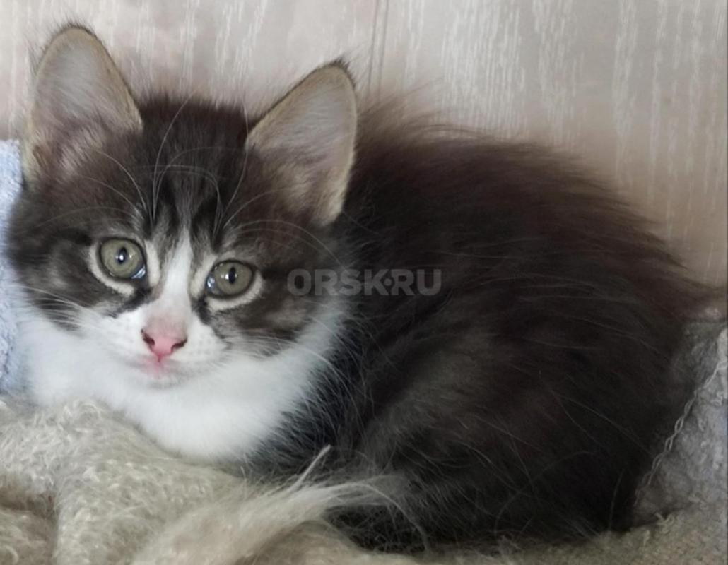Отдам в добрые руки замечательных котят. - Орск