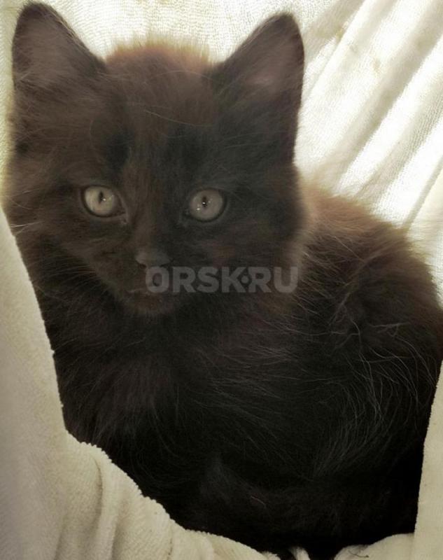 Отдам в добрые руки замечательных котят. - Орск