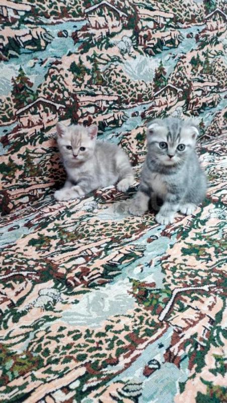Продам котят персидской породы. 1,5 мес. - Орск