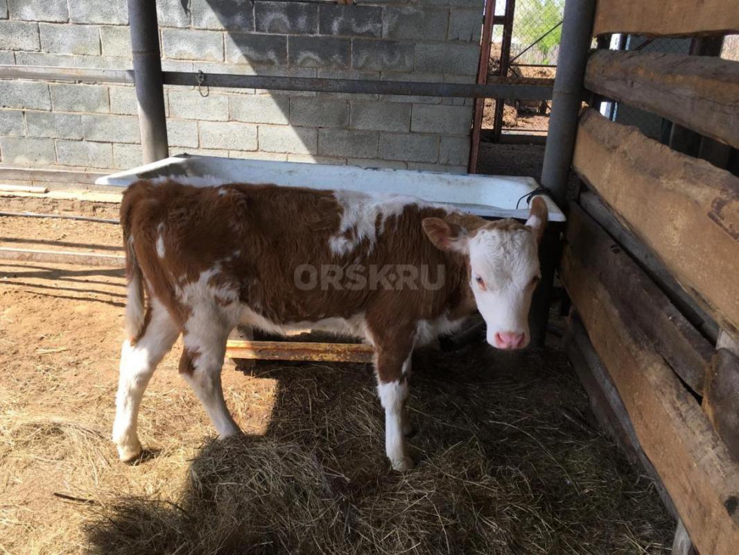 Продам теленка телочка. - Орск