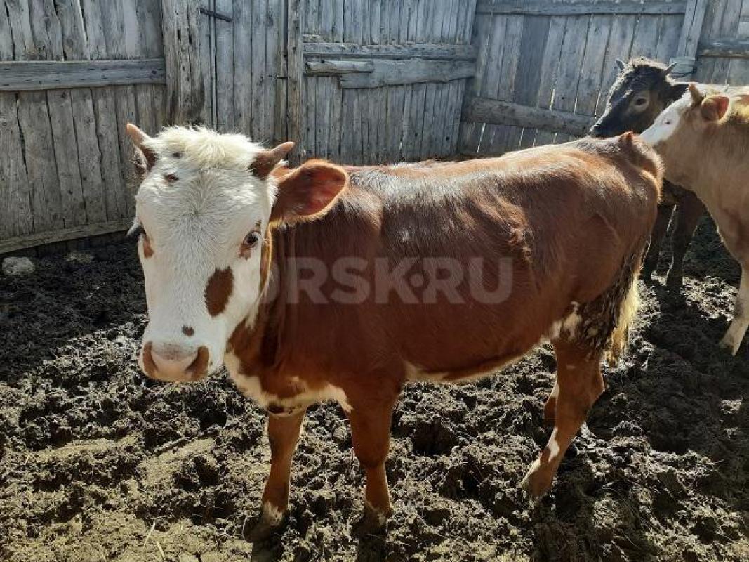 Продам тёлок: дымчатая 14 мес 60000р, красная 12 мес 55000р. - Адамовка