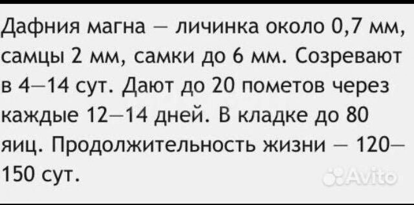 Дафния Магна на развод 500₽ - Орск